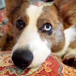 American Corgis, Cardigan Welsh Corgis, and Pembroke Welsh Corgis from Enchanted Corgi Butts