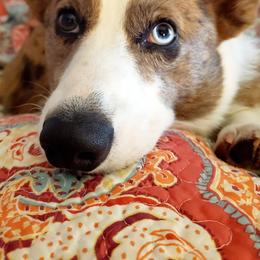 American Corgis, Cardigan Welsh Corgis, and Pembroke Welsh Corgis from Enchanted Corgi Butts