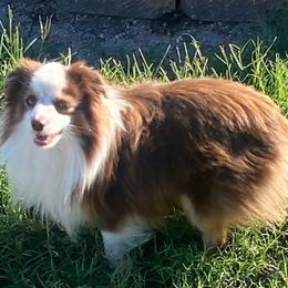 Miniature Australian Shepherd Puppies from Diamond R Aussies