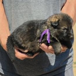 Girl 3 - Sable female German Shepherd puppy in Lake George, Colorado from High Country German Shepherds