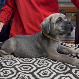 Yellow collar - Fawn female Cane Corso puppy in Clewiston, Florida from Far From Average Kennels