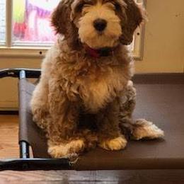Australian Labradoodle All Grown Up from St. Louis Australian Labradoodles