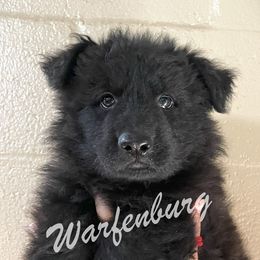 German Shepherd Puppies from Warfenburg