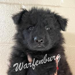 German Shepherd Puppies from Warfenburg