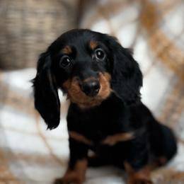 Brise - Black and tan female Dachshund puppy in Clever, Missouri from Autumn Breeze Dachshunds