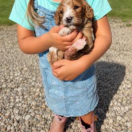 Aussiedoodle, Bernedoodle, Cavapoo, Goldendoodle, and Newfypoo Puppies from Haaspawz