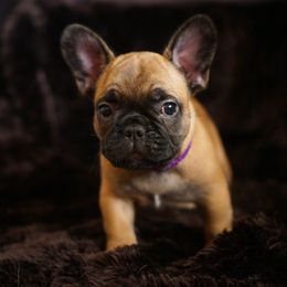 French Bulldog Puppies from Clay Bulldogs