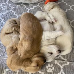Assorted Doodle Crosses and Poodles from Merlin’s Kennel