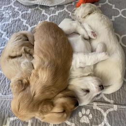 Assorted Doodle Crosses and Poodles from Merlin’s Kennel