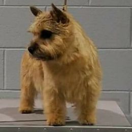 Norfolk Terriers and Norwich Terriers from BRONWYN Norfolk and Norwich Terriers