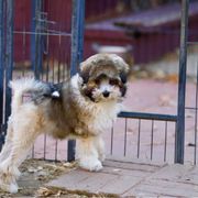 Lowchen Puppies from Ashford Kennel
