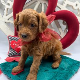 Rivers - Red male Cavapoo puppy in Central, Arizona from Desert Valley Doodles
