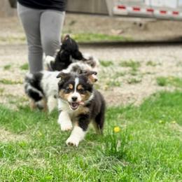 Kisses (green collar) - Black tri-color male Australian Shepherd puppy in Ashland, Ohio from SS Australian Shepherds