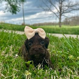 Puddle - Brown and white female Cockapoo puppy in Rolla, Missouri from Diamond K