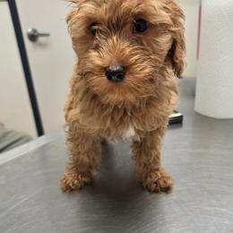 Lady Catharine - Apricot female Goldendoodle puppy in Milton, Florida from Sutton Place Doodles