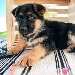 German Shepherd Puppies from Sand Hill Shepherds & Setters