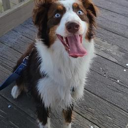 Australian Shepherds from K9Love