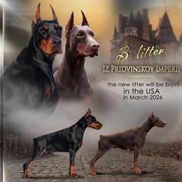 Doberman Pinscher puppies from Artaks Home