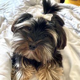 Luna - Yorkshire Terrier