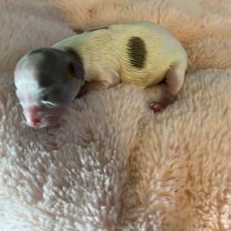 Vinny - Blue and white male Chihuahua puppy in Red Bluff, California from Aye Chihuahua