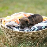 Girl 1 - Sesame Shikoku puppy in Pennsylvania from Aoiyama Sou Shikoku Kennel