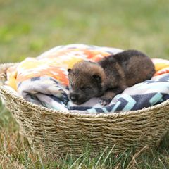 Girl 1 - Sesame Shikoku puppy in Pennsylvania from Aoiyama Sou Shikoku Kennel