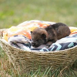 Girl 1 - Sesame Shikoku puppy in Pennsylvania from Aoiyama Sou Shikoku Kennel