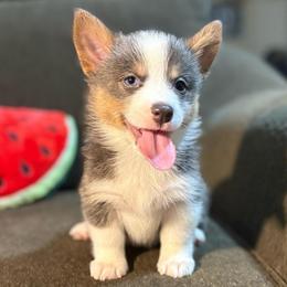Annie - Gray and white female American Corgi puppy in Decatur, Texas from Bar S Corgis