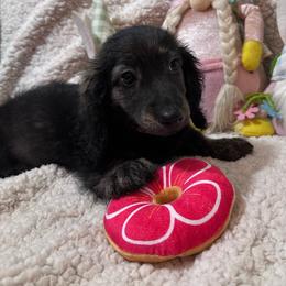 Red - Sable male Dachshund puppy in Waukegan, Illinois from Rolling and Howling Basset Hounds and Dachshunds