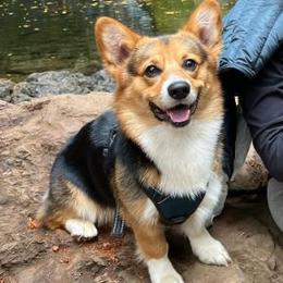 Pembroke Welsh Corgi All Grown Up from Han Dynasty Corgis