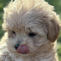 Cavapoos and Maltipoos from Disney Doodles