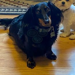 Dachshund All Grown Up from Good Neighbor Ranch Dachshunds