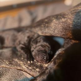 Cane Corso Puppies from Arcana Cane Corso