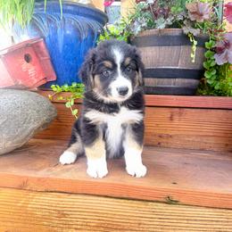 Spur - Black tri-color male Australian Shepherd puppy in Boise, Idaho from Black Canyon Corral Aussies