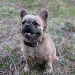 Nova - French Bulldog