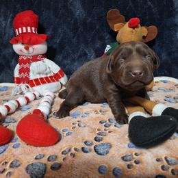 Love - Chocolate female Labrador Retriever puppy in Bemidji, Minnesota from Northern Star Elite Quality Labrador Retrievers
