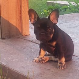 French Bulldogs from Jacqueline Kromka's French Bulldogs