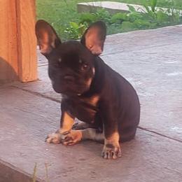 French Bulldogs from Jacqueline Kromka's French Bulldogs