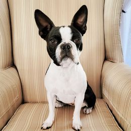 Belle - Boston Terrier