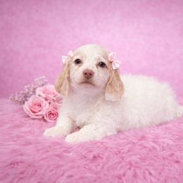 Stella - Cream female Dachshund puppy in Mountainburg, Arkansas from Charisma Dachshunds