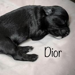 7 Dior - Black and white female Schnoodle puppy in Saint Augustine, Florida from Gunnie Luv, LLC