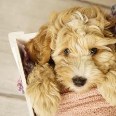 Australian Cobberdog Puppies from Livlander Australian Cobberdogs