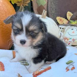 Johnny-Fluffy - Black and tan male Pembroke Welsh Corgi puppy in Stillwater, Oklahoma from Steele Family Farms