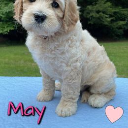 Australian Labradoodle Puppies from Lakeshore Labradoodles