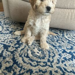Boy 1 - Cream Goldendoodle puppy in Ellington, Connecticut from Willow Grace Doodles