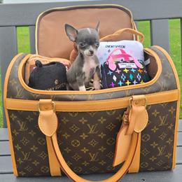 Violet - Blue and white female Chihuahua puppy in Amity, Pennsylvania from Baxters Chihuahuas