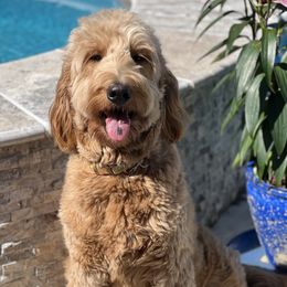 Flora - Goldendoodle
