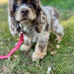 Katie - Brown white and tan female Cocker Spaniel puppy in Beresford, South Dakota from DAKOTA DOOD RANCH