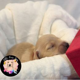 Tigger - Cream male Dachshund puppy in Dothan, Alabama from Little House Pups