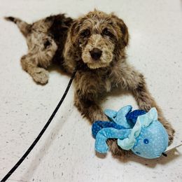 Bordoodle and Labradoodle Puppies from Howdy Doodles